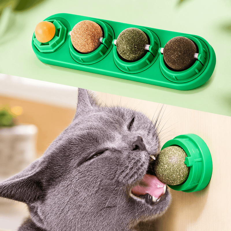 Gray cat licking a pressed silvervine and catnip ball on a wall-mounted rail
