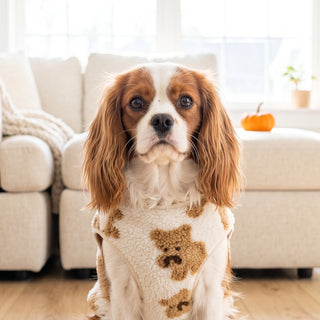 Cavalier King Charles Spaniel wearing a cream teddy bear print fleece dog vest in a bright living room