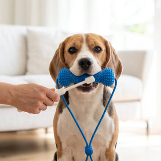 Beagle holding a blue dental chew toy while an owner brushes its teeth with a dog toothbrush
