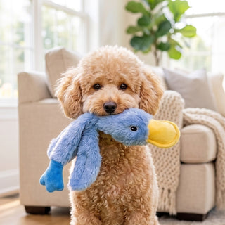 Curly apricot Poodle holding a blue plush duck dog toy in its mouth in a bright living room