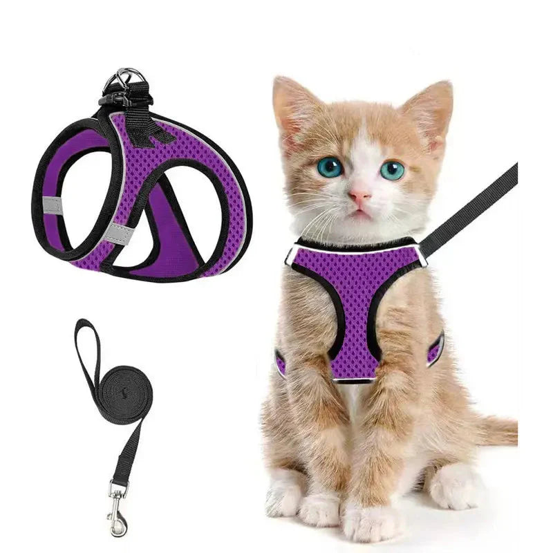 Purple Noblias cat harness and leash set in breathable mesh, worn by a ginger kitten.