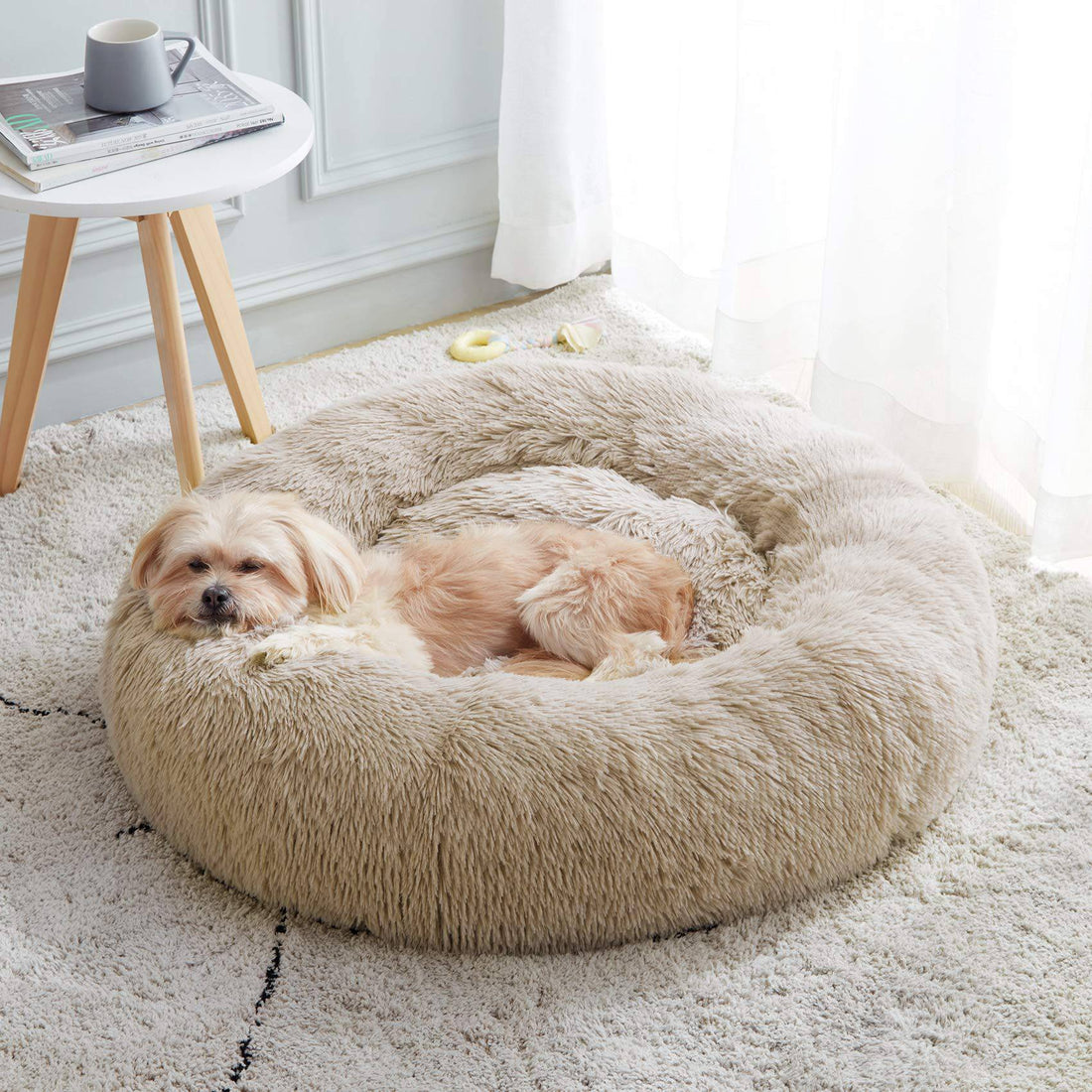 Small dog asleep against the raised rim of a white khaki cloud shaped donut dog bed.