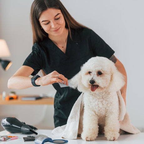 Dog being brushed with a pet grooming tool, from the Noblias grooming and care collection