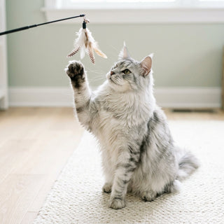Silver and white Maine Coon cat sitting on a cream rug raising a paw to bat the feathers of a black telescopic feather cat wand