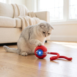 Silver and white Scottish Fold cat playing with a red self-rolling interactive ball toy on a living room floor