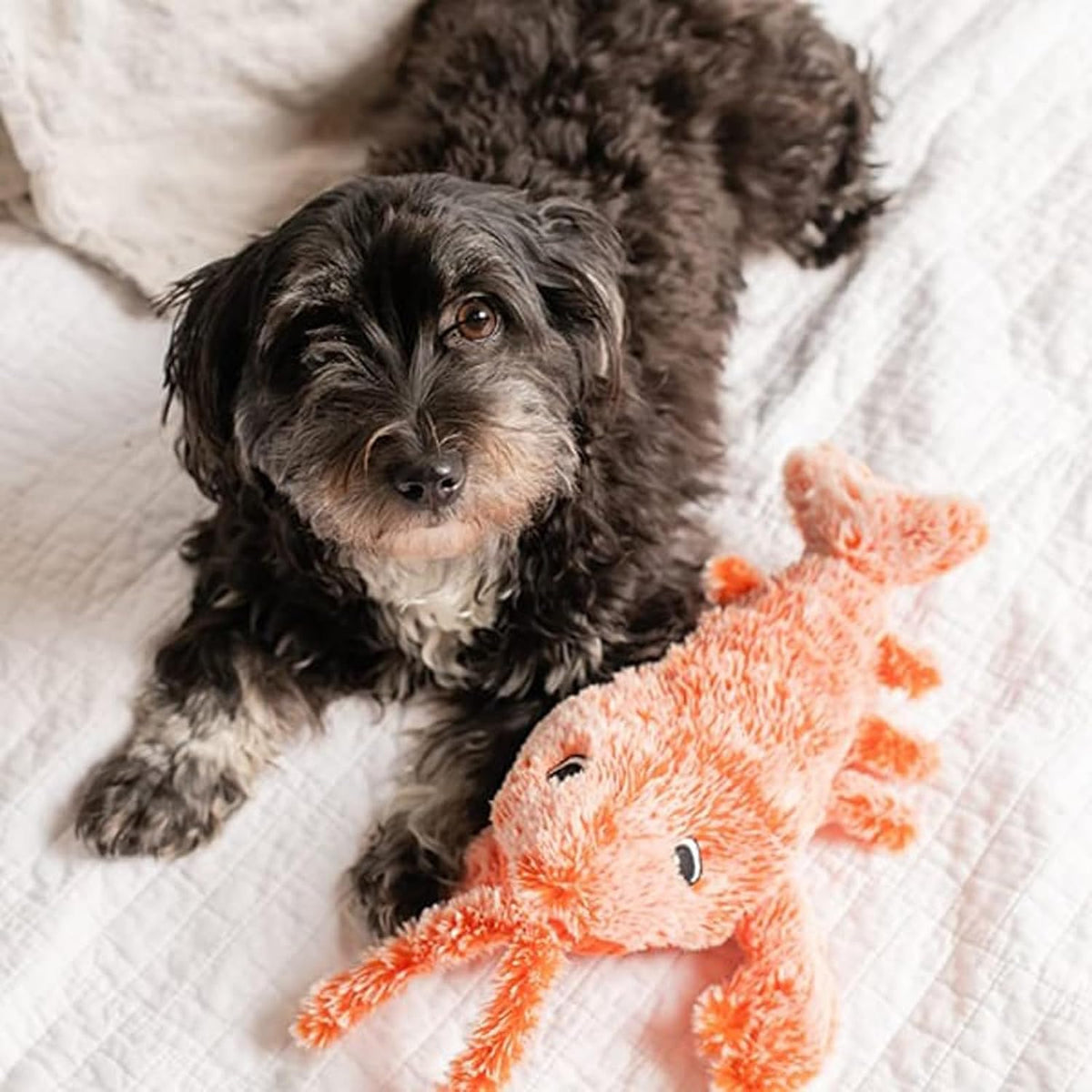 Interactive Lobster Pet Toy & Moving Wiggle Toy for Cats & Dogs
