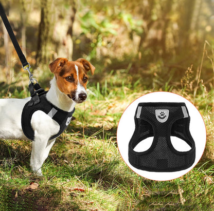 Small dog wearing adjustable mesh harness during outdoor walk