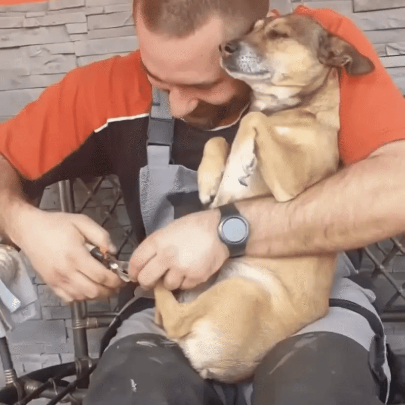 Man holding a nervous dog while clipping its nails, showing the stress of traditional dog nail trimming