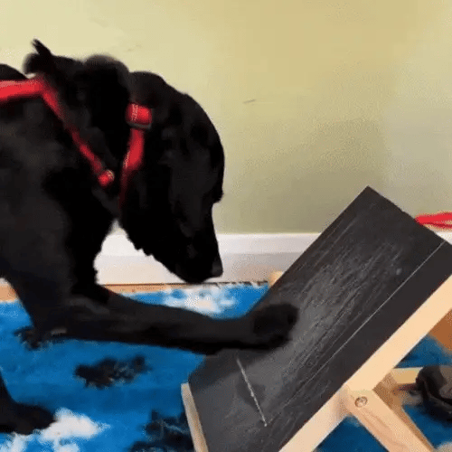 Black dog scratching an angled dog nail scratch board to file its nails naturally at home