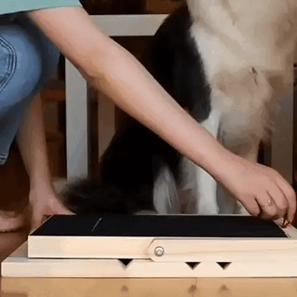 Close-up of a dog using a flat dog nail scratch board while the owner places treats inside the hidden reward box