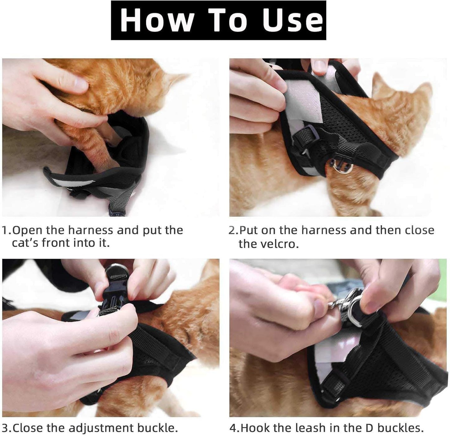 Step by step guide showing how to put on a cat harness correctly