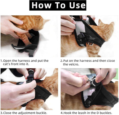 Step by step guide showing how to put on a cat harness correctly