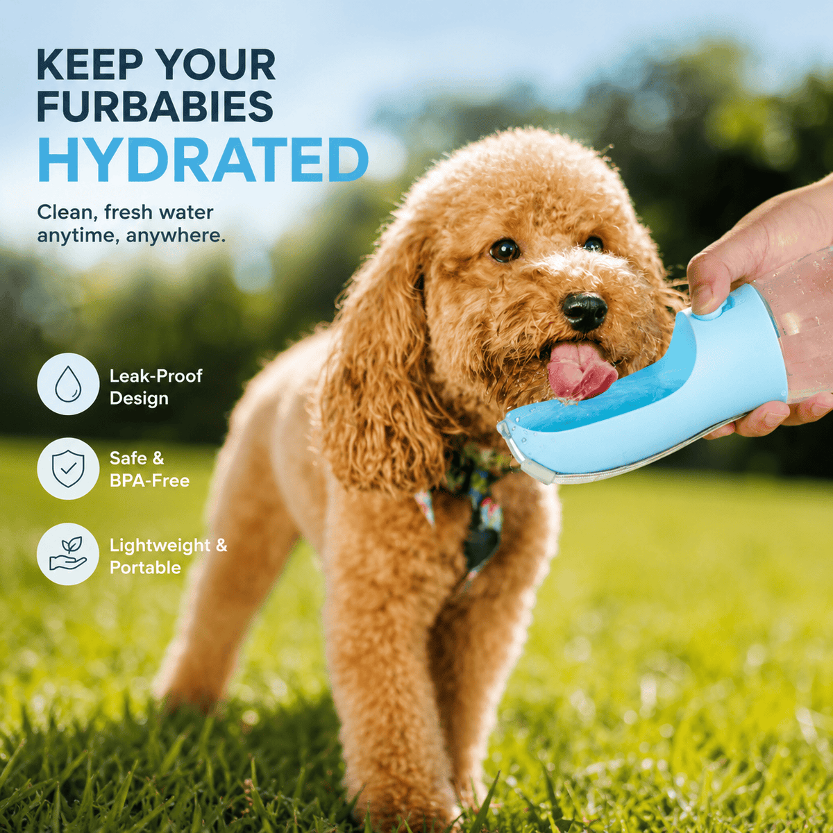 Poodle drinking from the fold-out trough of the Noblias portable dog water bottle outdoors.