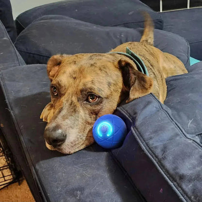Brindle dog resting its chin on a gray sofa after playing with the automatic moving dog ball