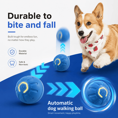Corgi chasing the blue moving ball labeled durable to bite and fall, with durable material and safe non-toxic badges