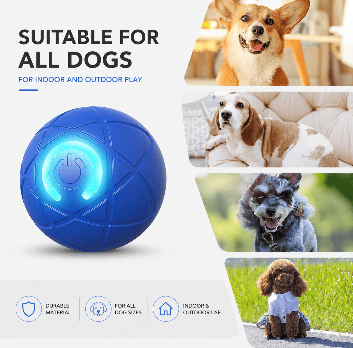 Blue moving ball labeled suitable for all dogs, indoor and outdoor, beside a Corgi, Beagle, Schnauzer and Poodle
