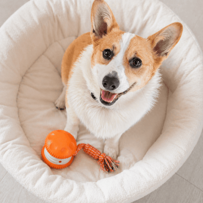Noblias automatic moving dog ball toy with braided rope tail resting in a round bed beside a Corgi waiting to play