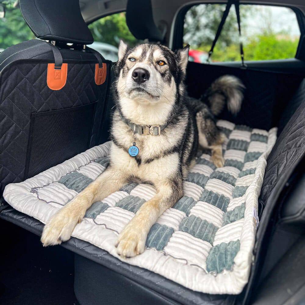 A husky sitting upright on the Noblias back seat dog bed mat in the back of a car.