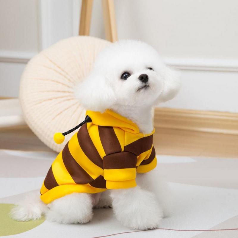 Small white dog sitting in the bee costume hoodie with the hood resting behind its neck.