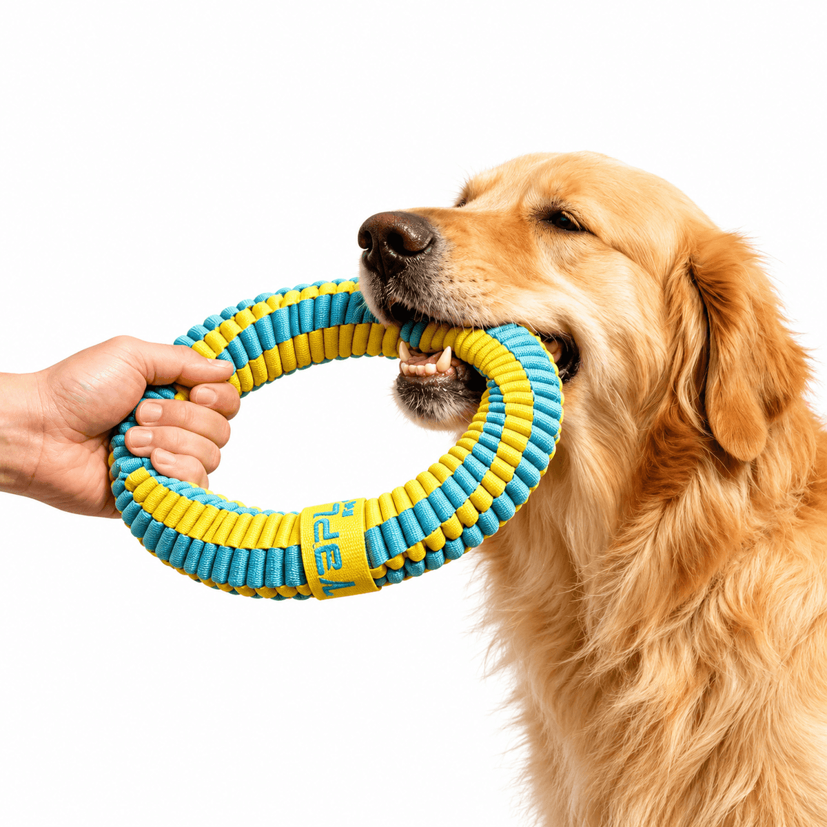 A golden retriever biting a light blue and yellow braided dog ring toy held by a person's hand.
