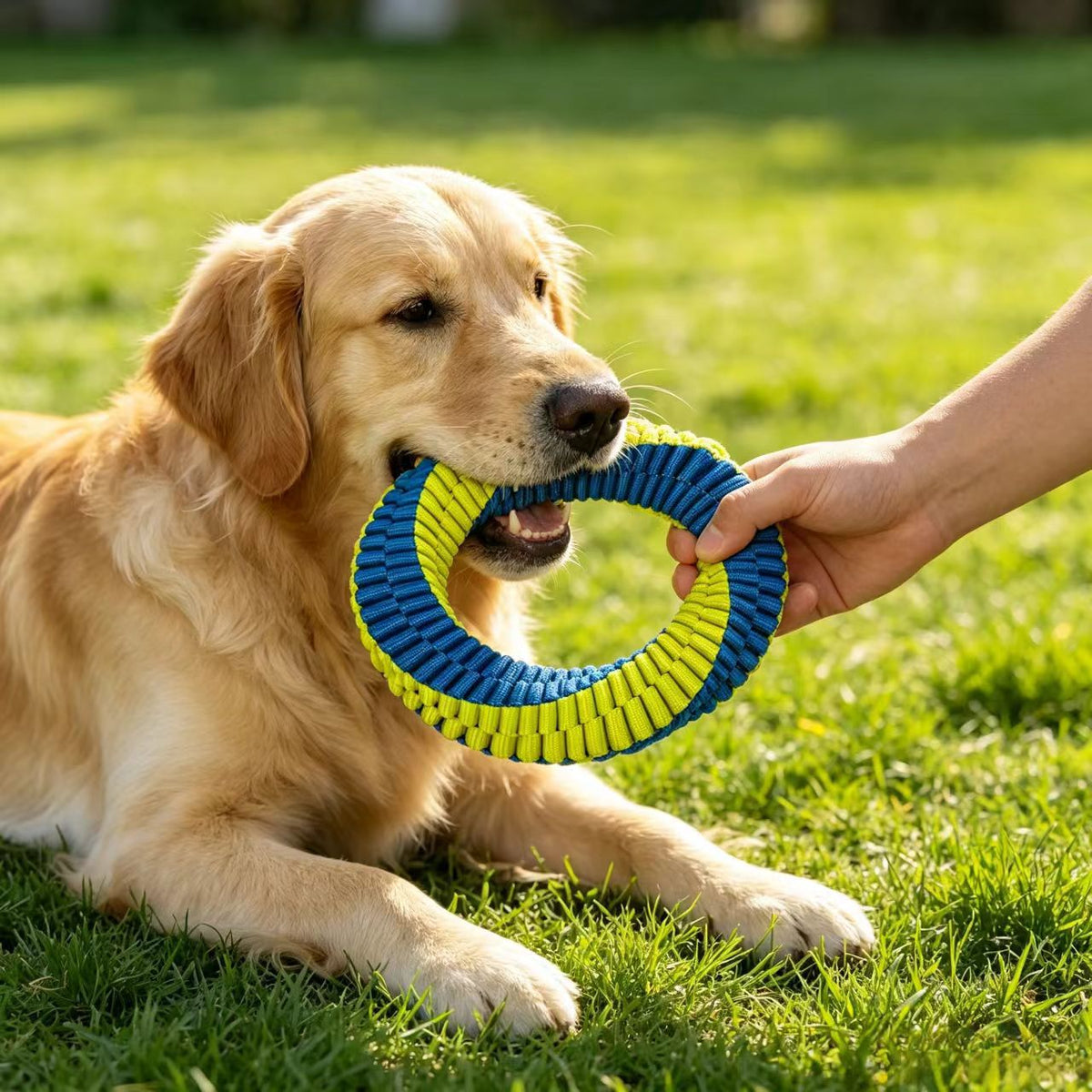 A golden retriever lying on the lawn pulling on the blue and yellow braided dog ring toy.