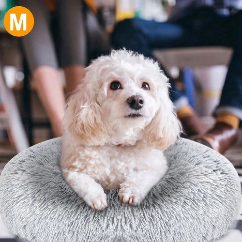 White toy poodle resting its front paws on the raised rim of the gray Noblias calming donut dog bed with long faux fur