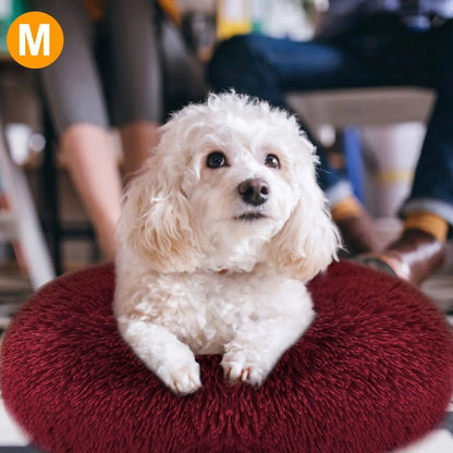 White toy poodle sitting in the burgundy red faux fur donut dog bed