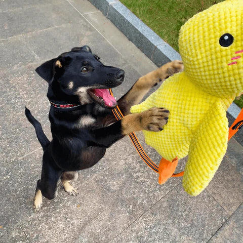 Black dog standing up with the yellow calming duck dog toy outdoors.