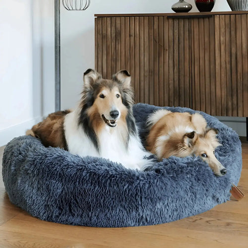 Two collies sharing a large dark gray plush calming dog bed in a living room
