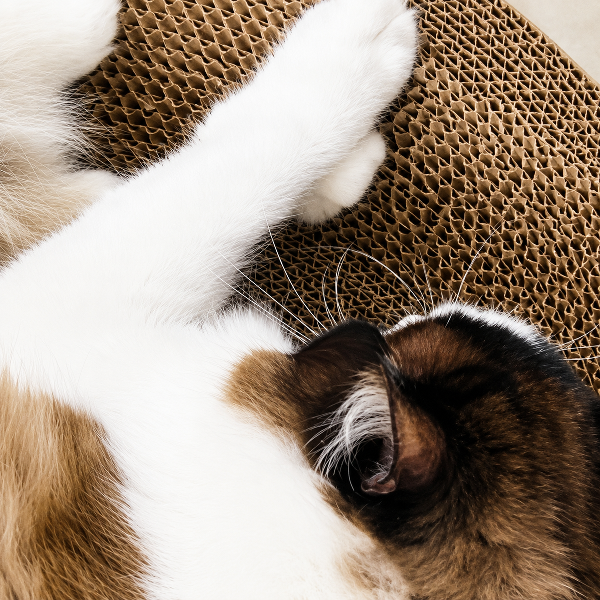 Cat stretched out with its front paws working across the corrugated surface of the Noblias cardboard scratcher bed.