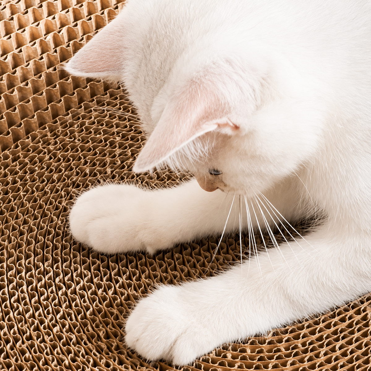 Close up of a white cat's paw sinking into the honeycomb corrugated cardboard of the Noblias cat scratcher bed.