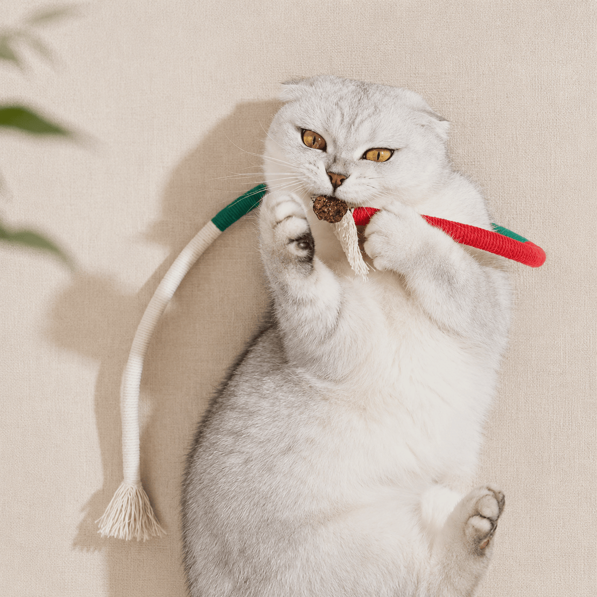 Scottish Fold cat chewing the red and green Noblias cat chew rope toy with its white cotton tassel