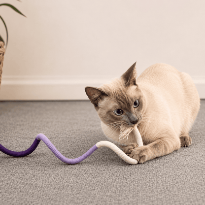 Siamese cat crouched on a carpet biting the purple cotton chew rope toy