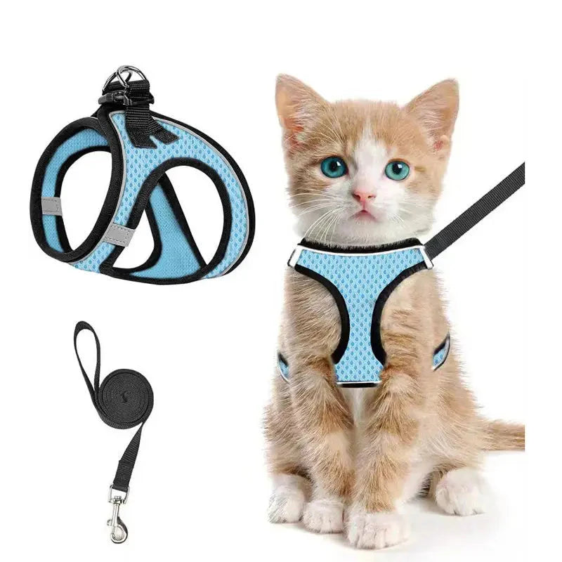 Lake blue Noblias cat harness and leash set in breathable mesh, worn by a ginger kitten.