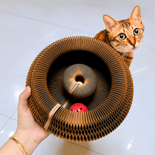 Hand holding the concertina cardboard cat scratcher open in a ring with the pink bell ball sitting in its track, a ginger cat looking over the top