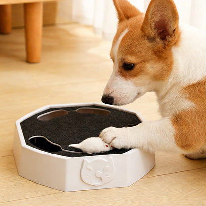 Corgi puppy catching the plush mouse on the green cat scratcher toy