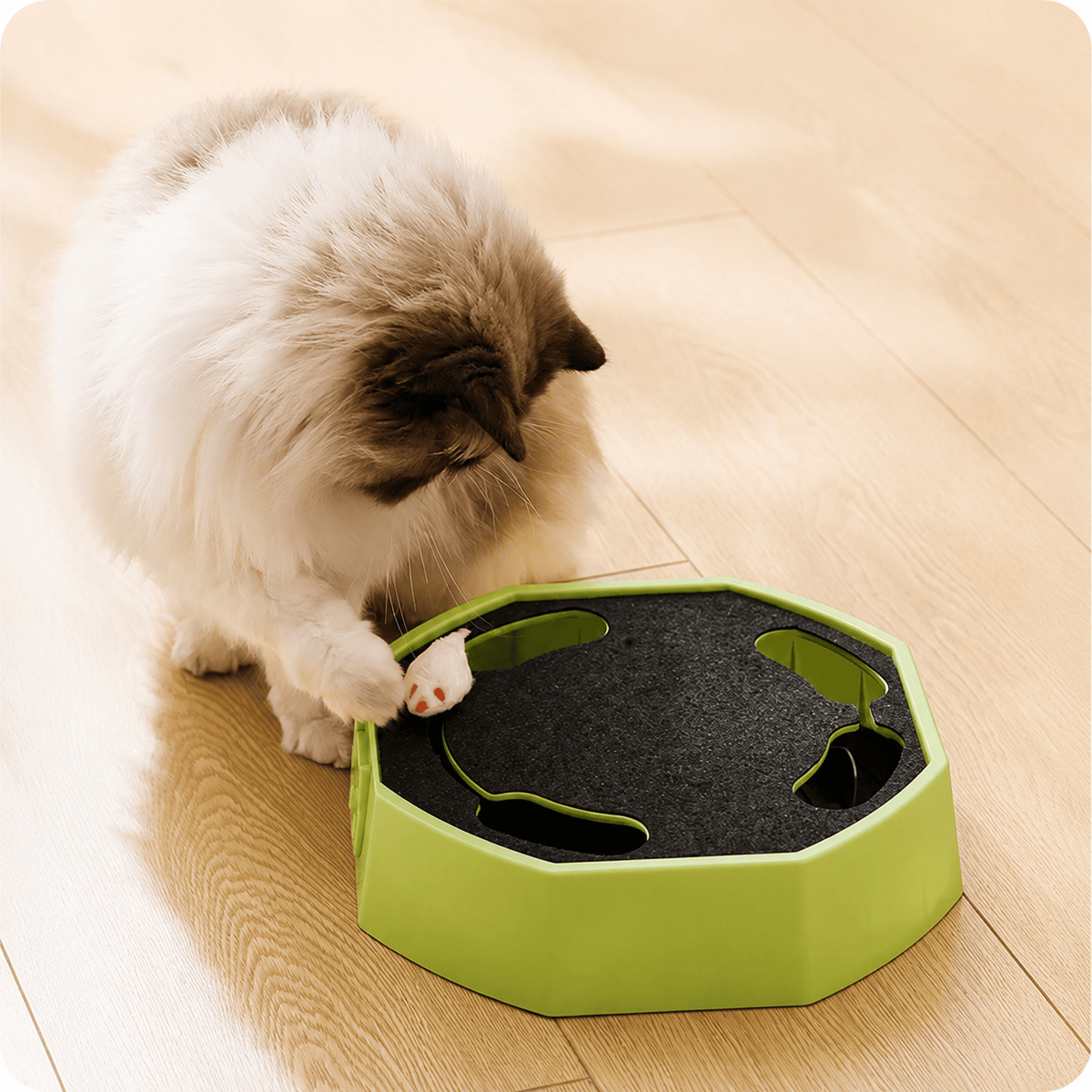 White cat batting the plush mouse on the green cat scratcher toy indoors