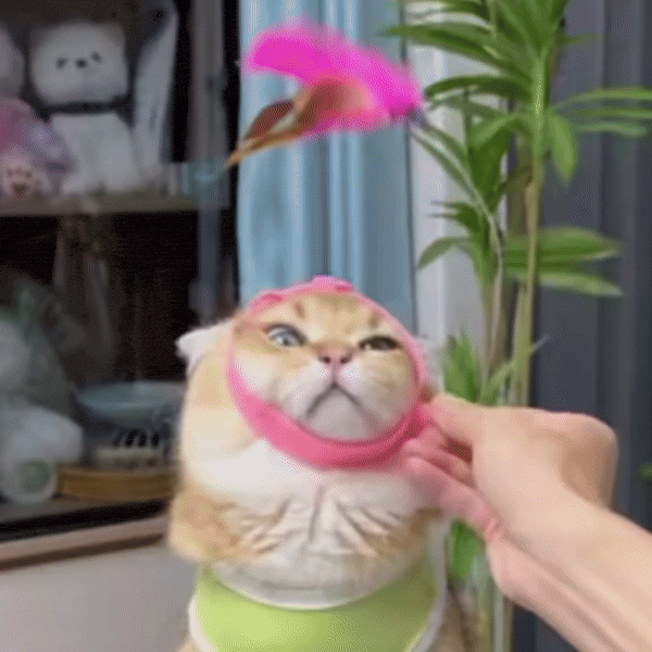 Ginger cat batting at the feather lure while wearing the pink teaser collar