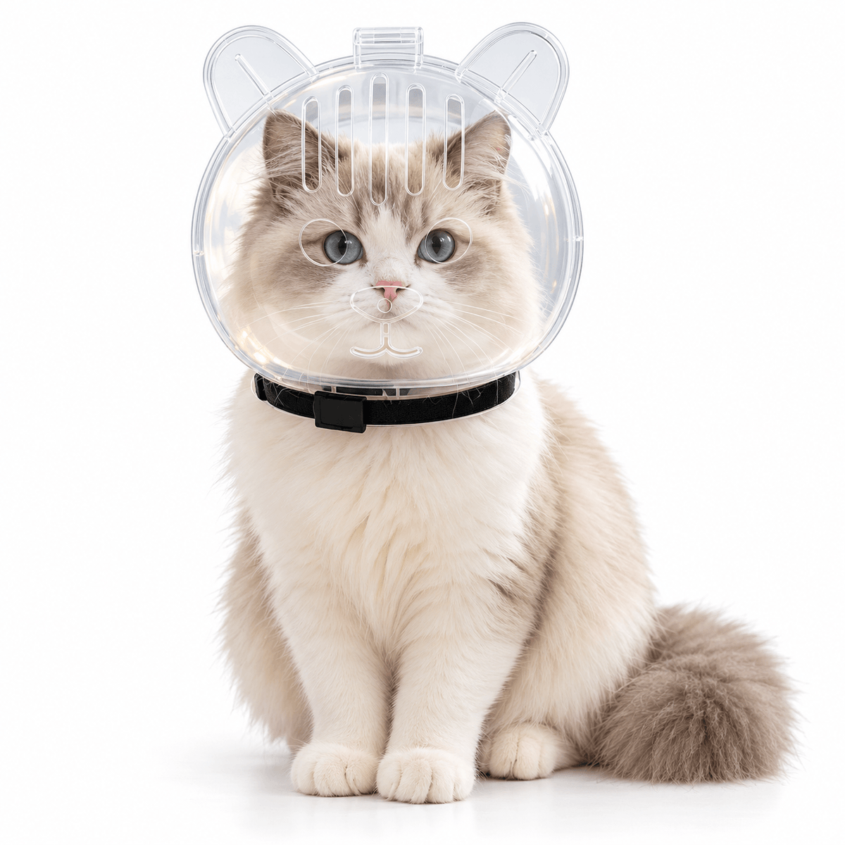 Ragdoll cat sitting calmly while wearing the clear cat grooming muzzle with a black neck strap.