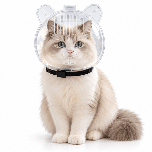 Ragdoll cat sitting calmly while wearing the clear cat grooming muzzle with a black neck strap.