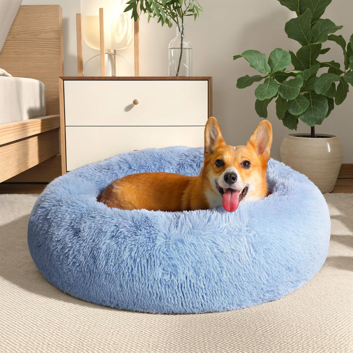 Corgi lying in the light blue Noblias cloud calming donut bed in a bedroom.