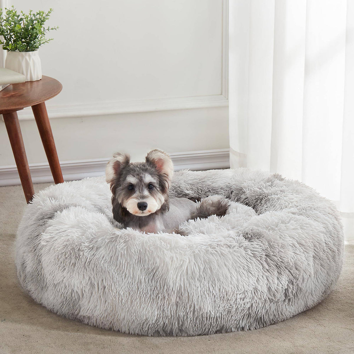 Miniature schnauzer sitting in the white gray Noblias cloud calming donut bed at home.