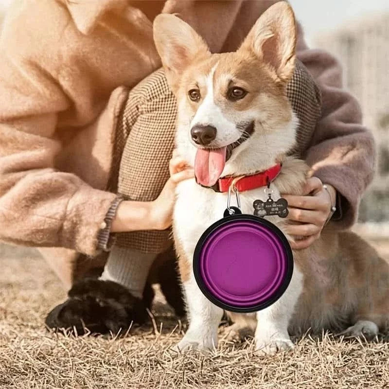 Purple Noblias collapsible silicone travel bowl clipped to a corgi's collar on a walk.