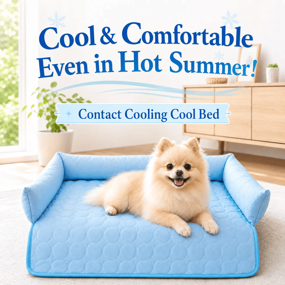 Pomeranian sitting on the blue Noblias cooling dog couch cover in a bright living room on a hot summer day.