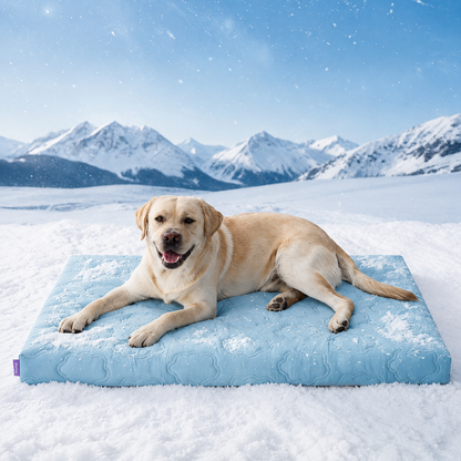 Labrador lying on the blue Noblias cooling orthopedic dog bed.