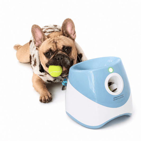 French bulldog holding a tennis ball beside the blue and white ball launcher