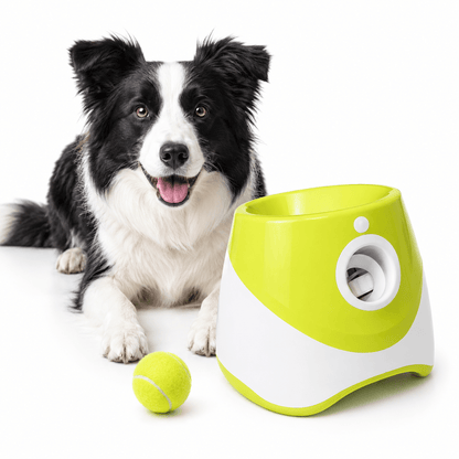 Border collie lying next to the green and white ball launcher with a tennis ball on the floor