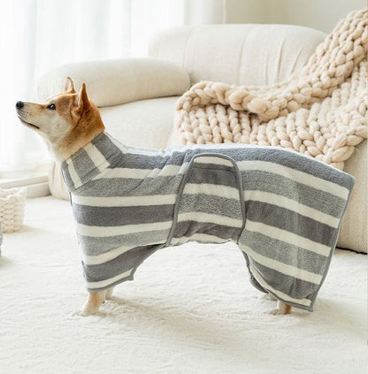 Shiba inu wearing the gray striped dog bathrobe towel beside a sofa.