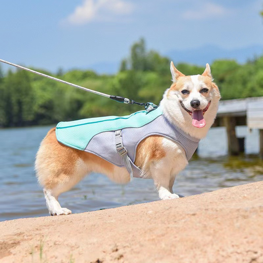 A corgi wearing the blue Noblias dog cooling vest harness on a lead beside a lake.