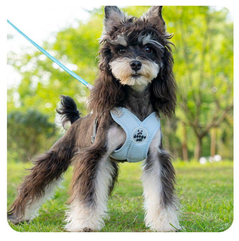 Schnauzer standing on grass wearing the light blue vest harness with the leash attached.